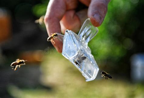 养蜂业工具 用于传染性的蜂的特别塑料陷井 蜂农拿着养蜂业工具的` S手 库存照片 - 图片 包括有 养蜂业工具, s手: 105889674