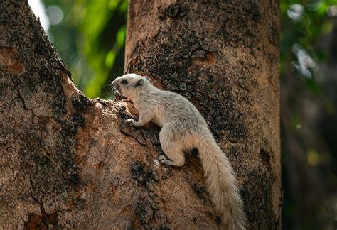 Image result for Free Arduino