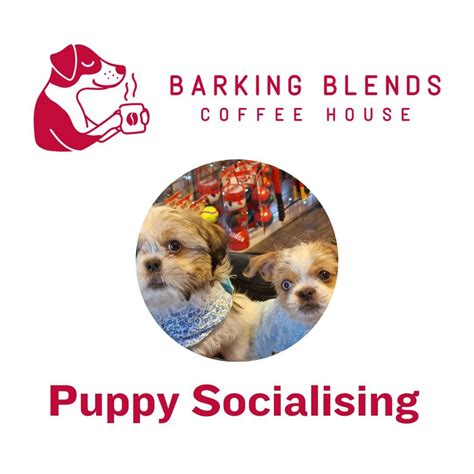 Puppy Socialisation, 40 Canterbury Road , DH1 2EY Durham, United ...