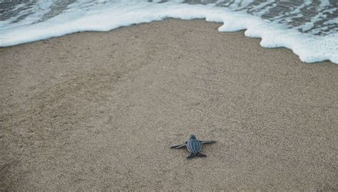 Turtle Beach Havelock: Ultimate Retreat For Unwinding!