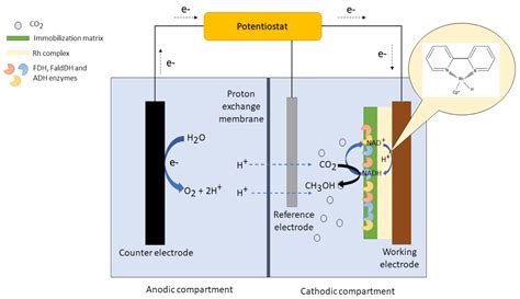 A Review on the Design and Performance of Enzyme-Aided Catalysis of ...