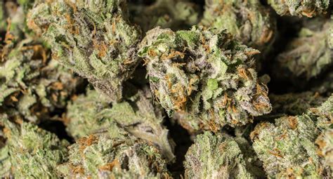 Image result for Alien OG Strain Info