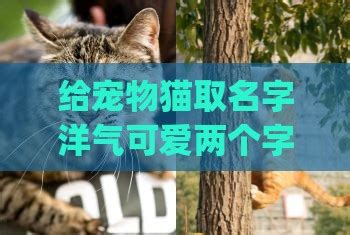 小猫名字大全可爱男-起名网