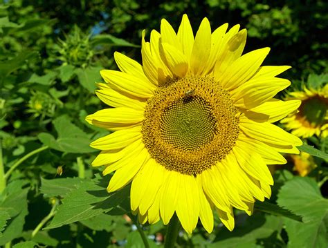 Image result for Sunflower Optimization Algorithm