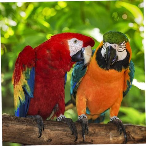 Buy GLSTOY 6pcs Birds Anti Ankle Steel Open Ring Rings Fly U X U ...