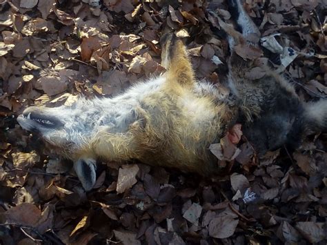 Show me your setup! - Related Projects - Zynthian Discourse