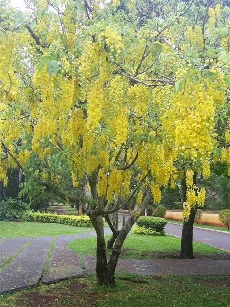 Green Paradise Cassia Fistula Live Plant Garmalo Tree Yellow Flowering ...
