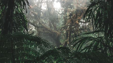 Download wallpaper 3840x2160 jungle, forest, fog, trees, bushes ...