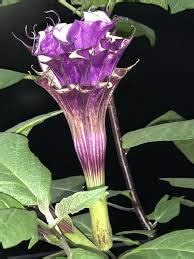 Hgg Hari Giver Garden Black Datura/Kala Dhatura/Thorn Apple Medicinal ...