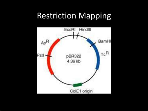 Image result for Restriction Enzyme Mapping