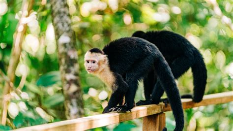 Best Time to Visit Costa Rica: Weather, Crowds & Prices by Season ...