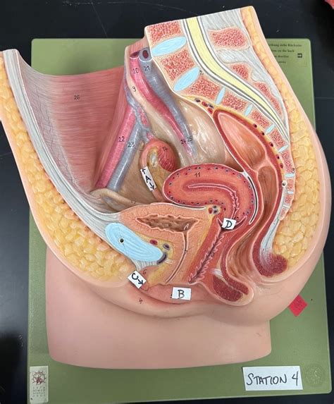 Image result for Making Female Reproductive Organ Model