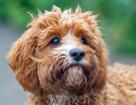 Image result for Beige Cockapoo