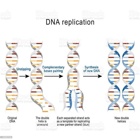 Image result for DNA Replication Sequence