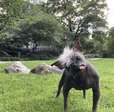 ‘Mr. Happy Face’ Crowned World’s Ugliest Dog