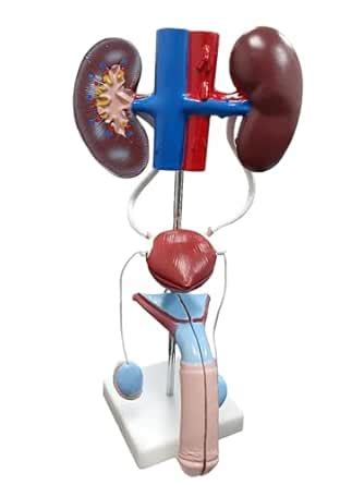 Biomedical Male Urogenital System Teaching Model, Medical Anatomical ...