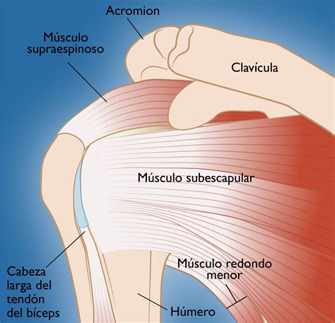 Desgarres del manguito de los rotadores (Rotator Cuff Tears) - OrthoInfo - AAOS