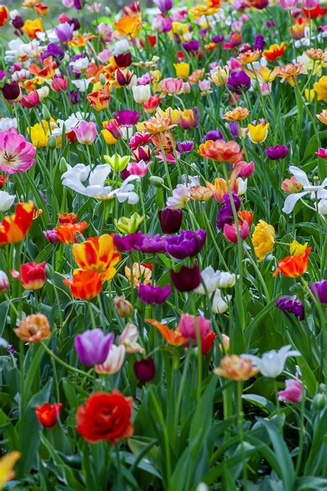 Image result for Spring Flower Nail Tutorials