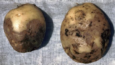 Late Blight of Potato | Scouting Guides for Problems of Vegetables