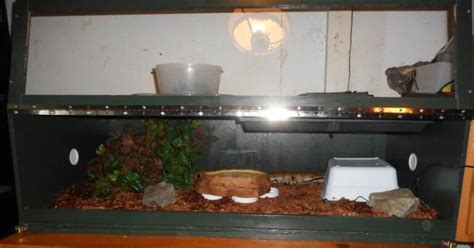 Image result for Blood Python Feeding