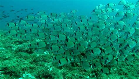 Snorkel en Calpe, Calpe - Central de Reservas