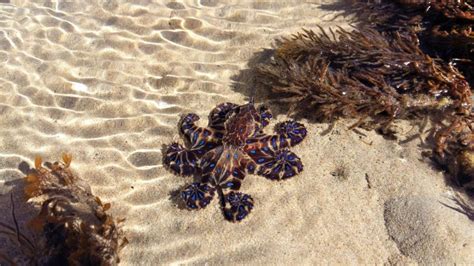 Image result for Blue-Ringed Octopus Appearance