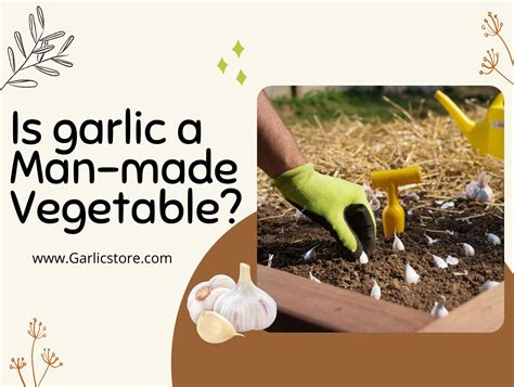 Is Garlic a Man Made Vegetable? - Garlic Store