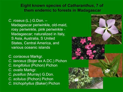 Vinca Rosea Medicinal Uses