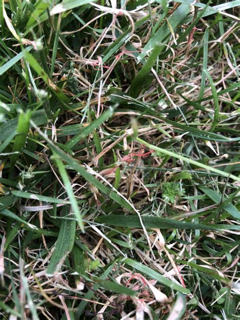 Image result for Red Thread Fungus Control