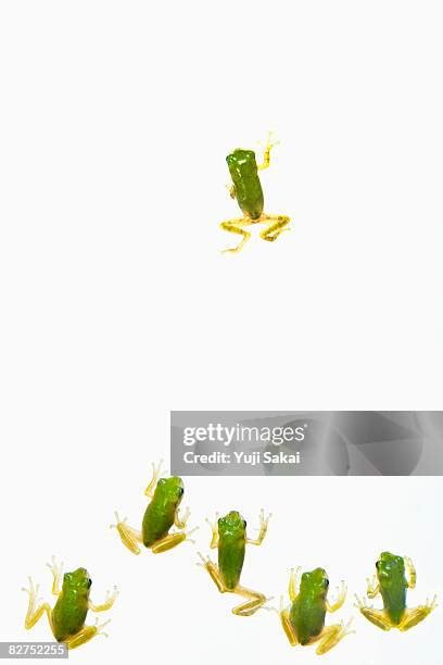 Image result for Frog Jumping Contest