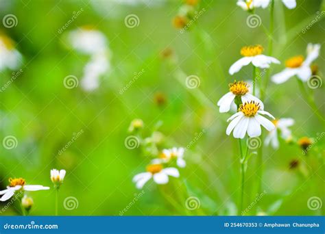 White Back Jack Spanish Needle Flowers with Yellow Pollen or Bidens ...