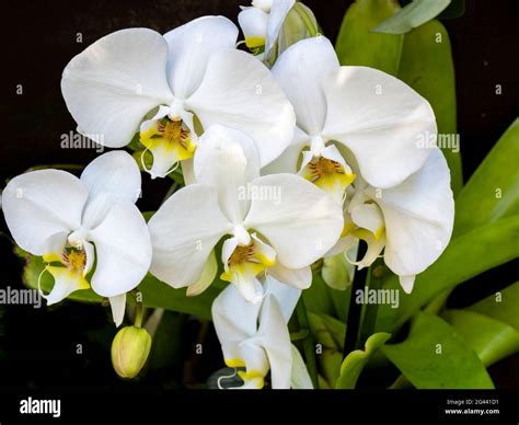 White Colour Plant