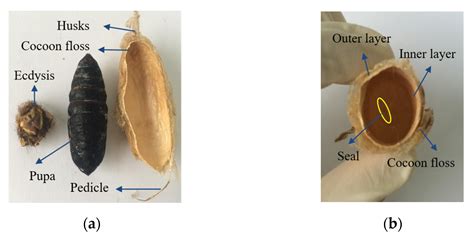 Anisotropic Microstructure and Performance Characterization of Wild ...