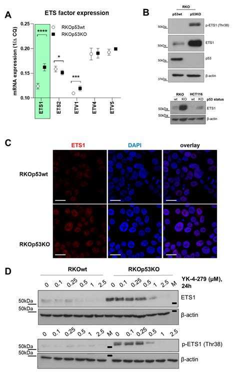 p53 Loss Mediates Hypersensitivity to ETS Transcription Factor ...