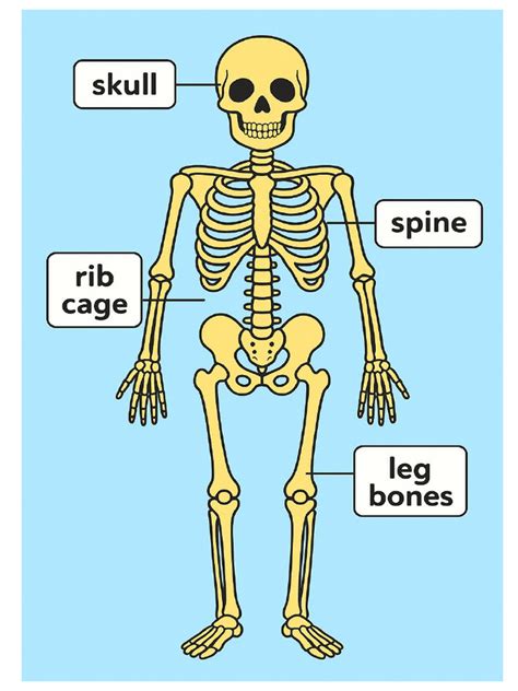 Image result for HyperWorks Skeleton PDF