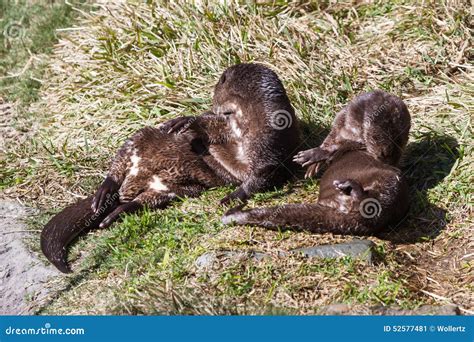 Spotted-necked Otter (hydrictis Maculicollis) Stock Image - Image of ...