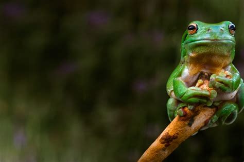 Bing Frog Wallpaper 的图像结果
