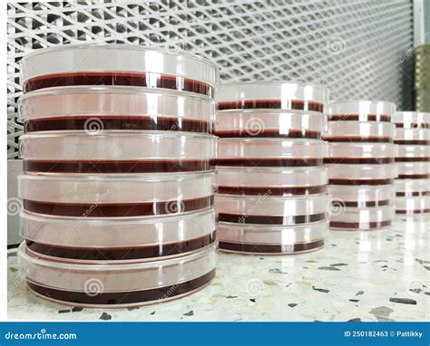 MacConkey Agar in Petri Dishes. Stock Image - Image of analysis, colony ...