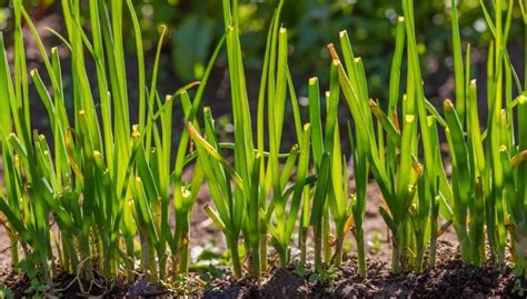 小葱种植，正确施肥很重要，方法到位促优质丰产|尿素|小葱|施肥_新浪新闻