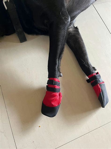 Zoof Plops | Comfortable Waterproof Dog Shoes at Zoof Pets