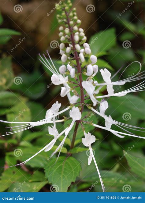 Orthosiphon Aristatus or Cat Whiskers, Including Plants from the Family ...