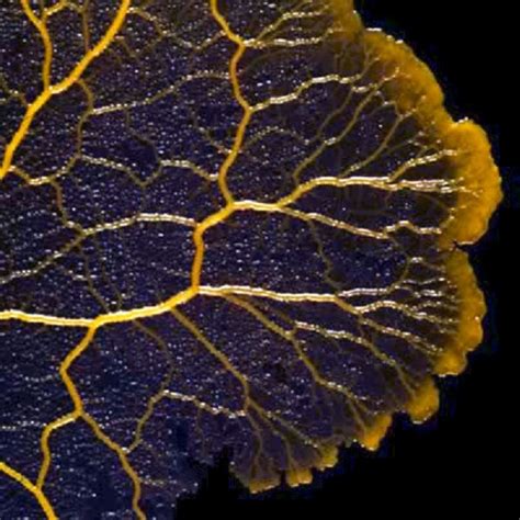 Plasmodial Slime Molds Slide