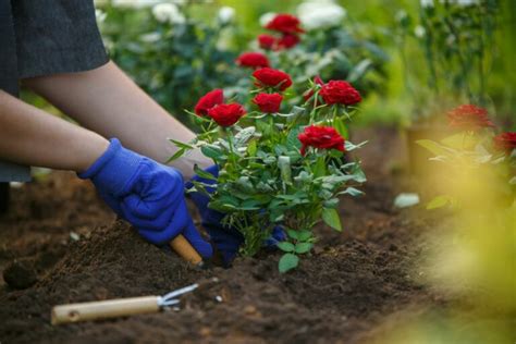 Planting Roses Tips 的图像结果