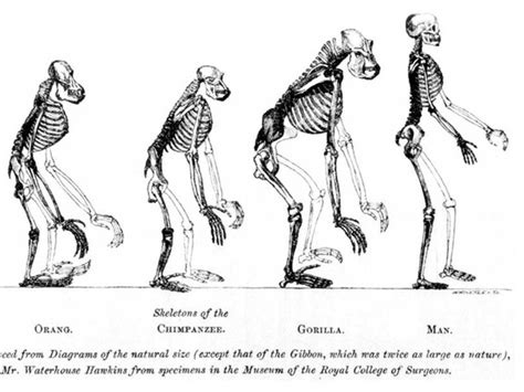 Image result for Who Invented Evolution