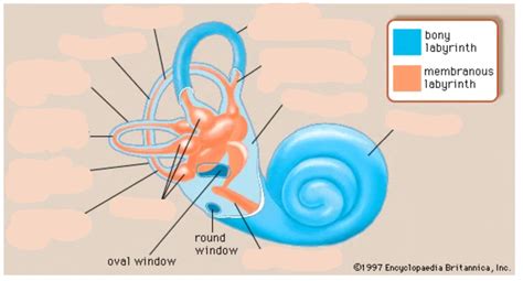 Vestibular Anatomy Diagram | Quizlet