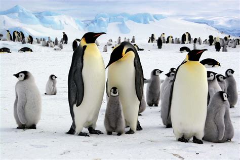 Antarctica - Wildlife, Marine Life, Ecosystems | Britannica