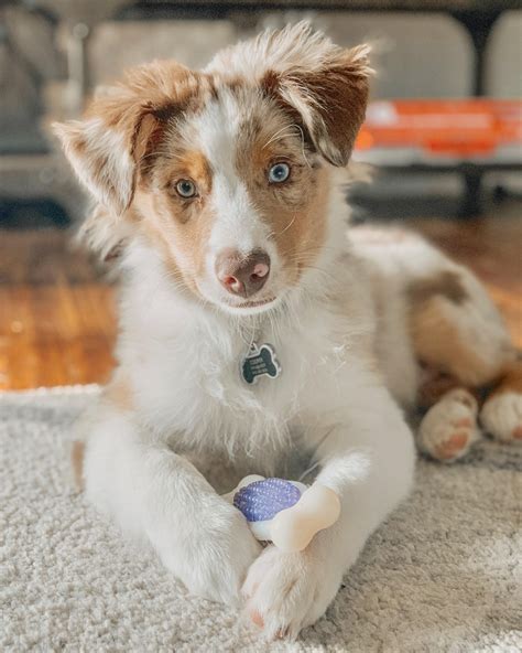 Australian Shepherd Cattle Dog Breeds - alligator fish aquarium