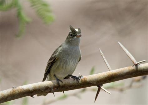 White-crested Elaenia (Peruvian) - eBird