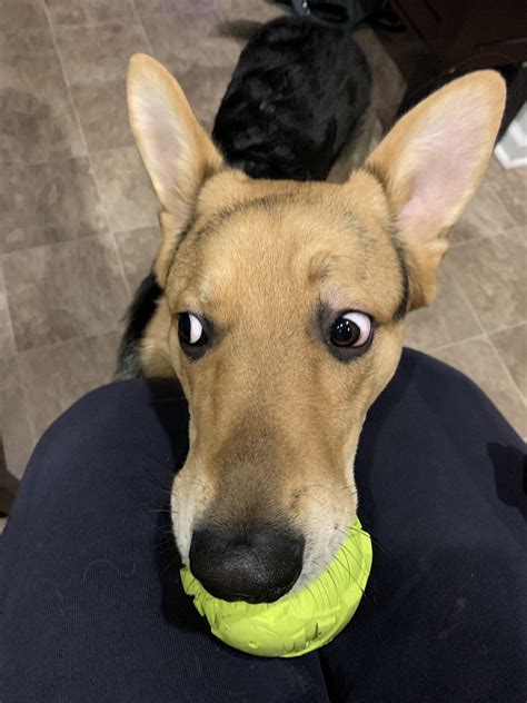 No take, only throw. : r/germanshepherds