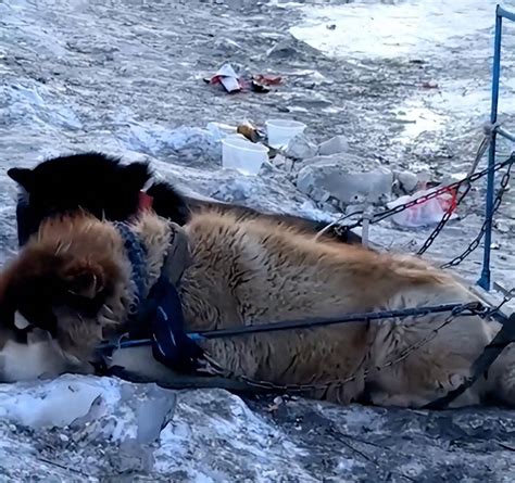 网友建议哈尔滨取消“狗拉雪橇”，12345：将反映；动物协会曾发文：并非天生会拉雪橇，未经训练会受伤_项目_新闻_景区